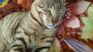 my little cat activity😺 new fun video 2023#catcute #catfunnymoments #catactivities