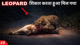 Leopard Attack Jim Corbett National Park | Night Drive Jim Corbett | Leopard Hunting
