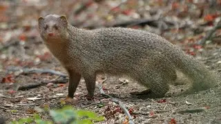 &ldquo;The Fearless Mongoose: Nature&rsquo;s Tiny Snake Slayer!&rdquo;#viral #wildlife #nature#miniwhy #facts#mongoose