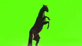 Free To Use Black Horse Green Screen