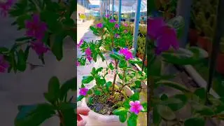 Periwinkle braid style bonsai tree plant #shorts #ourplants #bonsai #periwinkle #tinyplants