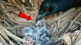Greater Coucal bird is feeding a frog to its babies