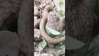 #animals #snake The world's major wild animals and their lifestyles #wildlife #sinhtồntrongrừng #...