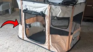 This Playpen for Pets Worked Great for our Cats!