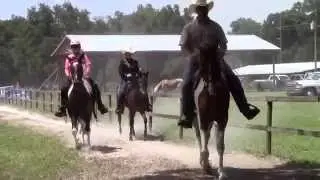 Spotted Saddle Horse- Gaiting Class