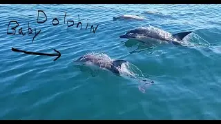 90 mile trek, dolphins, whales, turtles, mola mola, Montauk and more...