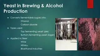 Yeasts and its Industrial Uses; Production of Baker&rsquo;s Yeast