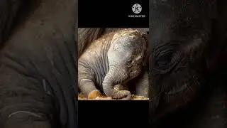 Elephants roll their baby in the dust🤯🤯🤯#elephant #facts #why
