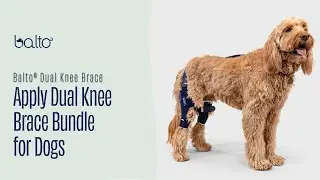 How to Apply the Balto Dual Knee Brace | Step-by-Step Guide for Dogs with ACL Injuries