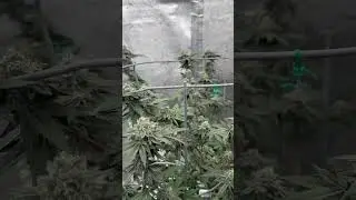 Grease Monkey week 5 of flower #grow #AcInfinity