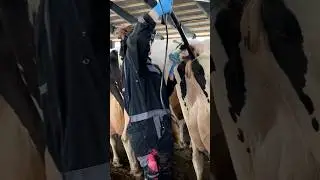 🐮 Cow Pregnancy Test on Modern Farm 💫