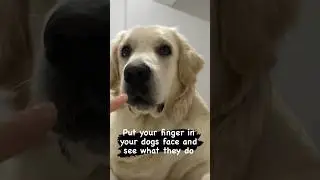 M gentle boy 🥹 #dogsreaction #funny #shorts