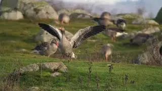 Digiscoping with Sony a6500 Through Kowa TSN 883 Prominar lensscope