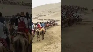 Sandy camels🐫🐫 walk # Trending short video