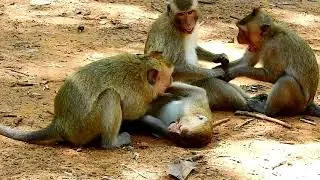 ORPHAN SWEET PEA VERY HAPPY WITH BEST FRIEND GROUP AMARI / ALL MONKEY GROUP AMBER BITE RUN VERY FAST