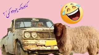 كاورةكە جووەكيَ