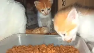 Observing Growth: Transition Period for the Warehouse Street Cat Family | street cat diaries
