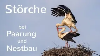 St&ouml;rche bei Paarung und Nestbau 2023 4K