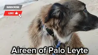 Часть 2. Субботнее утро. Прогулка с нашими собачками. ♥️ #ofwkuwait #doggybestfriend #smallyoutuber