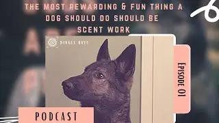 How to Get Started in AKC Scent Work for Beginners | #DingleDaysPodcast 001