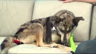 WMTR's Rock N Ruff with Indigo