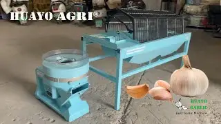 Install the HGSF-600 Garlic Splitter and clove sorter to make good Seed Garlic Effectively