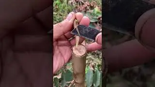 technique of grafting multiple branches onto a guava tree.