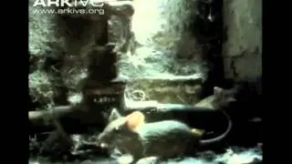 Biology Project - House Mouse Evolution