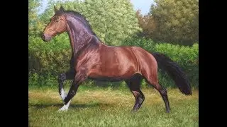 Cuadros al &oacute;leo (Caballo Holstein)