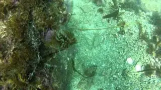 Mean looking dinosaur fish and some scenery