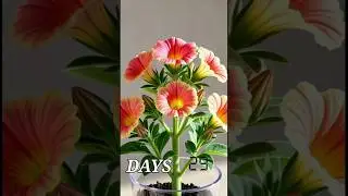 &ldquo;Petunia Flower Growth Timelapse | Seed to Full Bloom in Transparent Pot 🌸&rdquo;