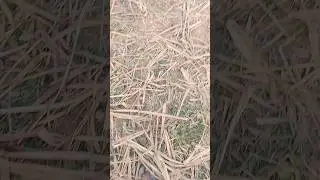 #song #reels #reel #shorts #shortvideos #music #farming
