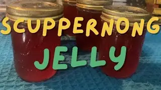 🍇Homemade Scuppernong Jelly | Easy Southern Recipe!
