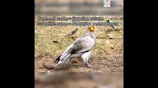 Scientific name of Egyptian vulture