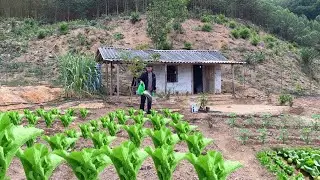 build a house in the mountains, grow vegetables, raise chickens