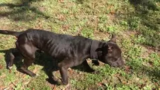 Flirt Pole With APBT