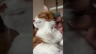POV: You&rsquo;re Cuddling a Purring Cat 😻 Real cute purring ❤️ #funnyanimal #purringcat #asmrvideo