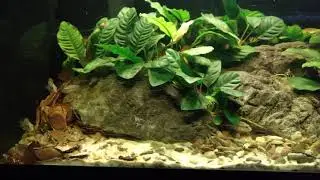 Little Chromidotilapia guntheri