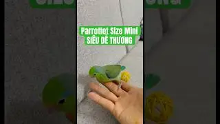 Parrotlet Size Mini Si&ecirc;u Dễ Thương #parrot #parrotmedia #vet #vetnoi #birds #pets