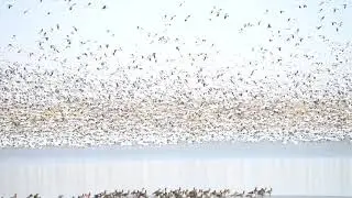 Snow Geese at Springer/Bump Sullivan Reservoir in Wyoming