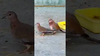 Laughing dove sounds