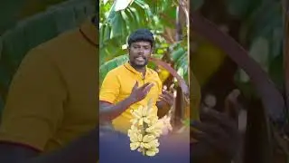 🌿 Zinc Sulphate Benefits for Banana Plants 🍌 | Boost Yield Fast #agrifuture