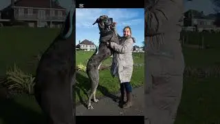 You Won&rsquo;t Believe This Dog&rsquo;s Size! 🐶😲 #DidYouKnow#AmazingFacts#Shorts#ViralShorts#DogFacts#GiantDog