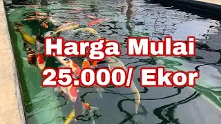 Berburu Ikan Koi Berkualitas di Saung Koi Bandung, Harga Mulai Rp. 25.000/ekor