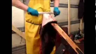Fleshing a beaver