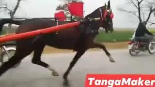 Bala sultan horse