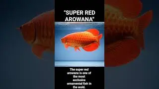 THE LEGENDARY RED GLOW | SUPER RED AROWANA,a true icon of elegance in the aquarium world.