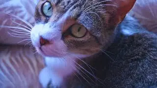 Mrrrp? Mrrp?