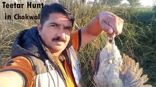 Teetar (Partridge) Hunt in Chakwal #adventure #birds #4uu #fishing #gaming #nature #home #camping