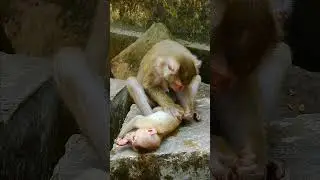 Beyond Bananas: The Rich Diversity of Monkey Lifestyles Primate Paradise: A Deep Dive into the World